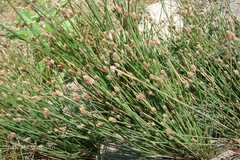 Eleocharis atropurpurea